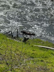 172K views · 409 reactions | You can stand down beaver friend, this...