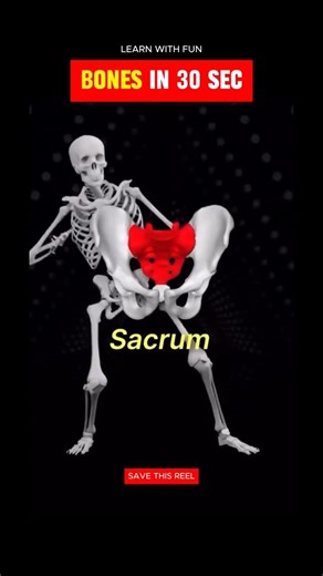 Human Skeleton Explained in 30 Seconds | Bones of the Body & Anatomy Basics