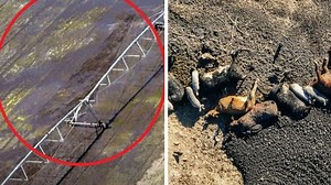 Grim reality behind Australia’s beef industry