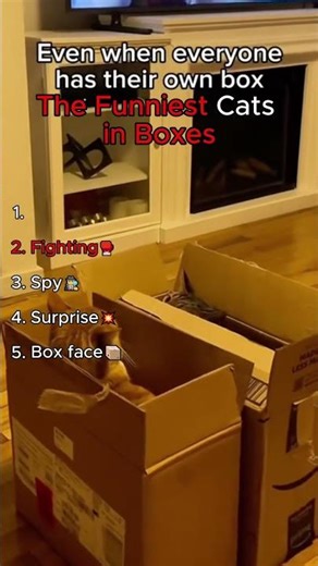 The Funniest Cats in Boxes 😹📦