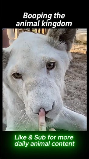 Booping the Animal Kingdom