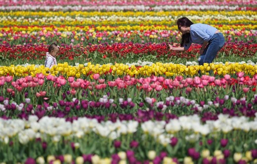 8 million tulips are in bloom at popular U-pick farm in Monmouth County