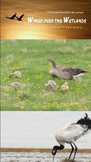 A Family Of Four Black-Necked Cranes Makes Their Spring Debut | iPanda #shorts