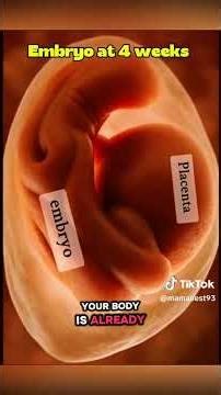 Embryo Development at 4 Weeks of Pregnancy