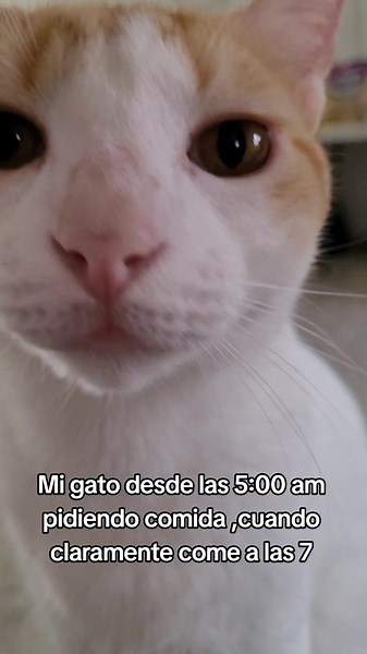 Es madrugar si o si🐱 #gatos #gatitos #fypシ #fypシ゚viral #fypage #audiosparatiktok #audiosgatunos #audioviral #fypシ゚viral #fypシ #fyppppppppppppppppppppppp