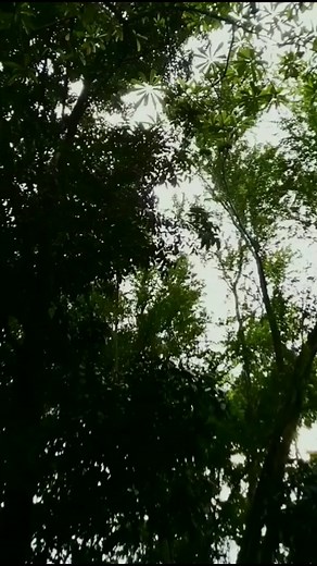 Dance to the Rhythm of Volare Song