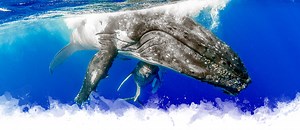 The Best Time to Swim with Humpback Whales in Vava’u, Tonga