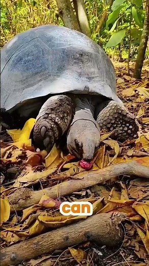 Aldabra Giant Tortoise Facts 🐢 | The 150-Year-Old Living Dinosaur #wildveill #ytshorts