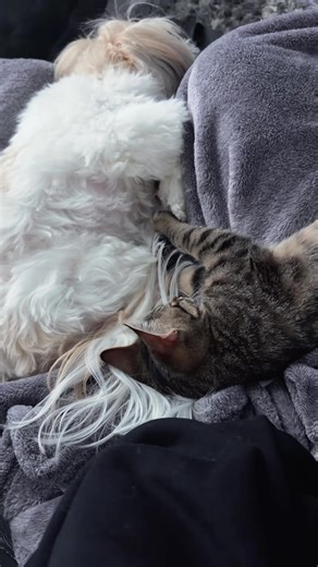 Coco and Willow Enjoy Cozy Cuddles