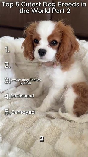 Ranking Top 5 Dogs Breeds in the World Part 2 🐶