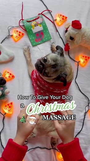 279K views · 2.7K reactions | How To Give Your Dog a Christmas Massage!  #christmas #pug #holiday #dogsofinstagram | Doug The Pug | Facebook