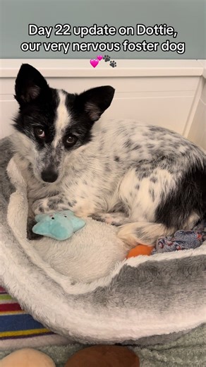 Day 22 update with our nervous foster dog: She’s learning that hands don’t always mean something scary. Fewer flinches, more trust, one quiet day at a time. ❤️ #fosterdog #rescueanimals #romanianrescue #fosterdogjourney #rescuedogsoftiktok