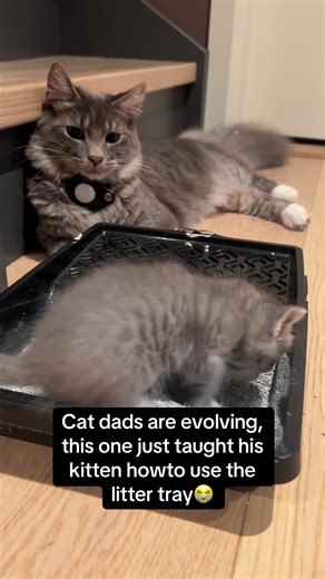 Devoted Cat Dad Trains Kitten to Use Litter Tray