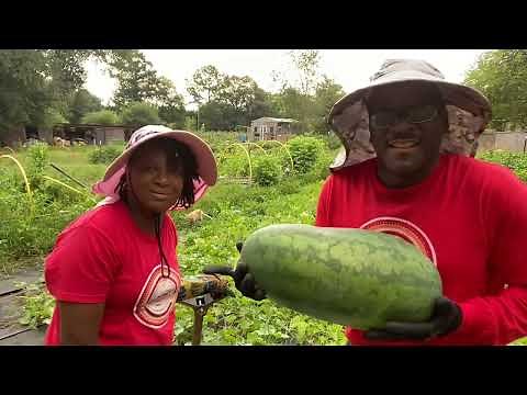 Harvesting The WATERMELON PATCH 🍉