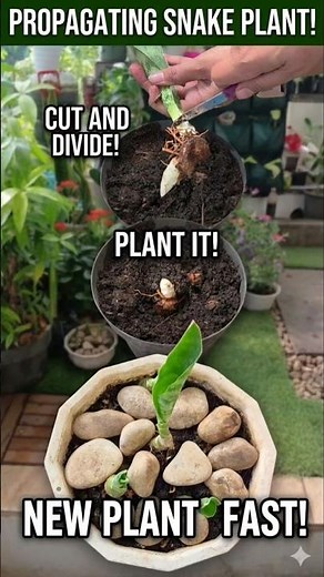 How to Propagate Snake Plants Like a Pro! 👩‍🌾