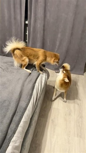 Funny Shiba Dogs Go Crazy Together 😂🦊#shibainu #shibadebby #funnydogs #crazydog