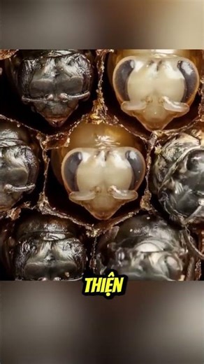 The Bee Larva Reproduction Process #animalworld