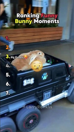 Ranking Funny Bunny Moments