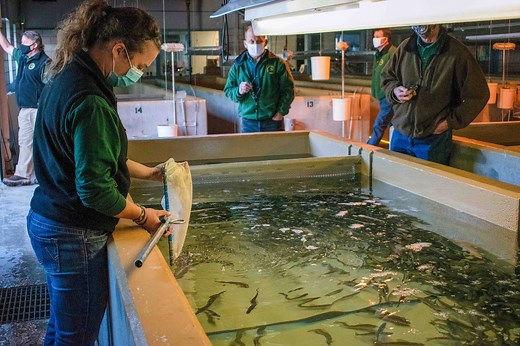 $30M in upgrades coming to Michigan’s 6 fish hatcheries