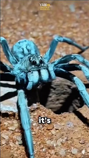 This spider hunts like an assassin⁉️😱 #spider #wildlife #nature