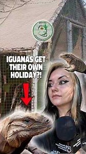 What’s your FAVORITE kind of IGUANA?! 🦎🤩