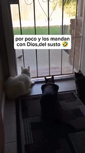 3M views · 38K reactions | Casi los mandan con dios 藍藍藍sus mascotas también se asustan así? #humor #humorlatino #animales | Max Reader | Facebook