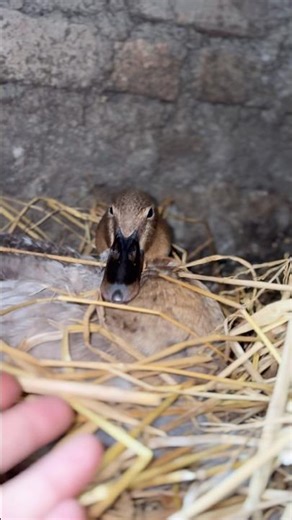 Finally our first ducks started brooding.