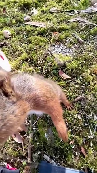 75K views · 3.4K reactions | Seizing the Moment: Sometimes a squirrel has to rise to the occasion to claim that elusive nut. | Squirrels by Fotoscenen | Facebook