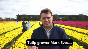 Blooming marvellous! 🌷 The vibrant colours of Norfolk's famous tulip fields have been captured in stunning drone shots. | EDP 24