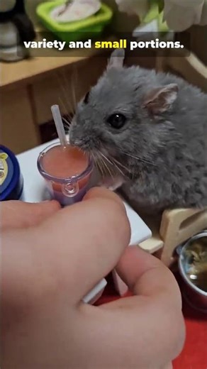 10 Safe Foods Hamsters Love (Healthy Hamster Treats)