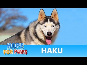 Injured Husky rescued by Good Samaritans - he is now looking for a loving forever home ❤️ #dogrescue