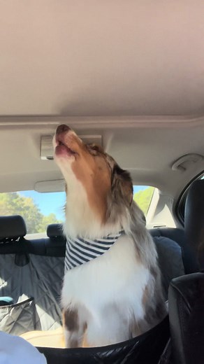 Oakley the Australian Shepherd Singing Challenge