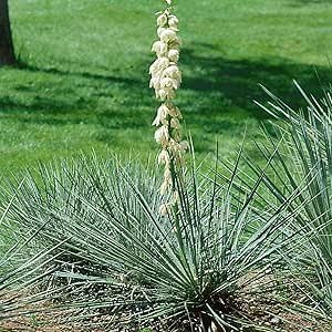 Outsidepride Soapweed Glauca Yucca Seeds for Planting - 50 Pcs Drought Tolerant Flower Seeds with Evergreen Foliage & Pollinator-Friendly Flowers, for Xeriscaping, Dry or Sandy Landscapes