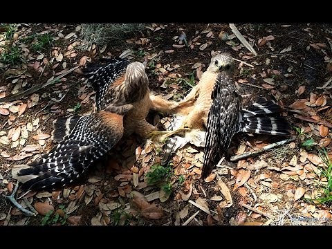 Red Shouldered Hawks. Fight over territory