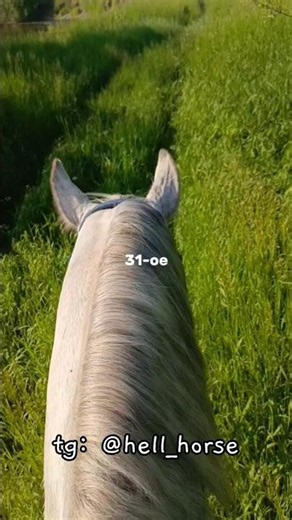 вот и кончилось лето × tg: @hell_horse #сапфир #лошади #horse #рек #equestrian #sapphire #конецлета