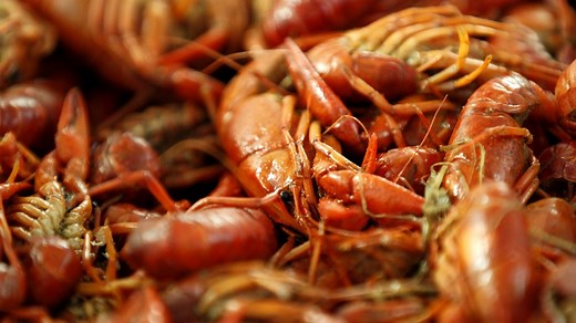 Crawfish Price Tracker: See current local prices – live and boiled