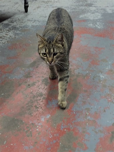 Miss Briggs the Shop Cat: A Dog-Like Feline Companion