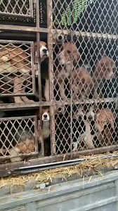 After years of suffering, the laboratory was “done” testing on these beagles. Just when they thought it seemed the nightmare may end, they were sold into slaughter, shipped in trucks to be sold for human consumption— as shown in this video. 💔Our brave rescue partners intervened— they stopped the truck and liberated all 55 beagles before they could be sold. Now they are safe, but most are dangerously sick. As part of our promise, we will fight to restore health and get them safely home to us in 