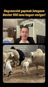 The government gives 100 sheep to anyone who wants to engage in livestock farming!