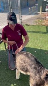 15 reactions · 8 comments | OGDEN #A5479285 殺 1 1/2 yr old super...