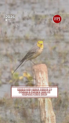 The Free Press Journal on Instagram: "🎥Odisha: Migratory Birds Arrive At Chilika Lake As Temperature Drops ✨In Odisha, birds arrive at the Chilika lake in the migratory season starting from October and ending in March. ✨Speaking to ANI, DFO Amlan Nayak said that the birds congregate at multiple locations across Chilika. ✨He also highlighted Nalbana and Mangalajodi as key destinations for bird lovers. In the recent bird estimation, the lake encountered about 11,27,000 birds, according to DFO. ✨2