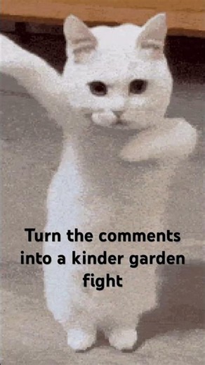 #cat the laggy cat