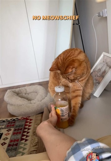 😭 Cats are hilarious 🎥: meera_moo (IG) / katya_v_otkate (IG) #animalvoiceover #funnyvoiceover #funnyvideos #funnyanimals #dustydubs