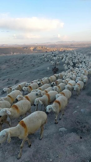 Breathtaking Flock of Colorful Sheep in Mountain Landscape