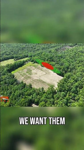 Deer Hunting Tips | Edge Feathering and Bedding Thicket Tactics