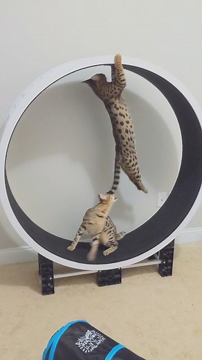 Dueling Savannahs #TakeTheDayOffChallenge #enrichment #savannahcat #f1savannah #kitten #coolcat #fyp #catwheel #winning #stubborncat #hybridcat #fun