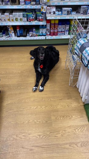 3.3K views · 33 reactions |  Free Pet Weighing Scales! Bring your furry friends along and keep track of their health anytime — no charge, no appointment needed. Pop in whenever we’re open and give your pets a quick check-up on the scales!Share this with fellow pet owners who’d love to keep an eye on their pets’ weight. ❤️ | Pet Stop | Facebook