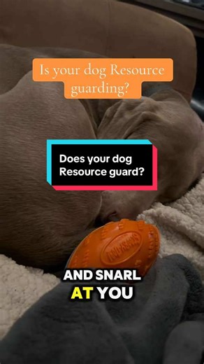 I see so many videos online where people tease dogs around their food and then act surprised when the dog reacts. It’s not funny. It’s how resource guarding starts. You should never approach or interfere with a dog’s food bowl. Mealtimes should feel safe and calm. Reaching in, taking things away, or provoking a reaction can teach a dog they need to defend what’s theirs. If you need to remove something dangerous, having a solid “drop” cue or a clear trade system in place makes all the difference.