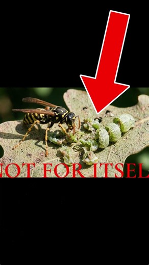 The brutal way wasps feed their young #wasp #scary #insects