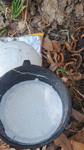 ลม พัด มา น้ำ ยาง ลด เฉย เลย #ชีวิตติดสวนยาง #ยางพารา #rubber #ชีวิตบ้านๆแต่มีความสุข💚🌾🏡🌱🌿 #ยางก้อนถ้วย #คนกรีดยาง❤🥰 | Som Supatsara